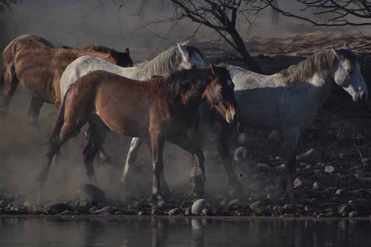 mustangs